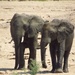 U.S. Army trains Tanzania Rangers to combat poachers