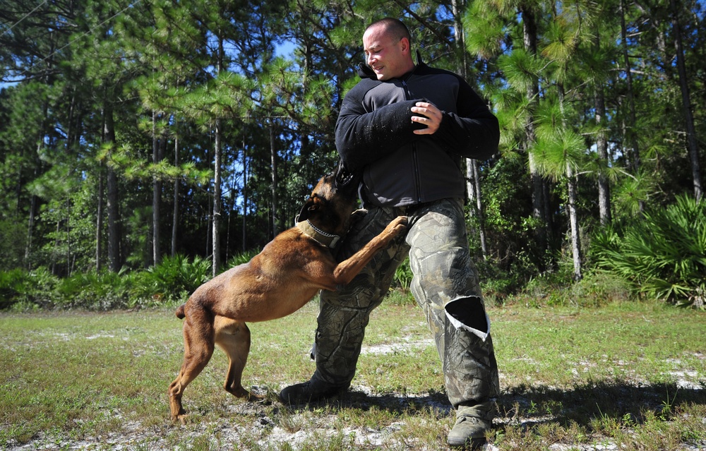 MWDs: Working hand-in-paw to remain combat ready