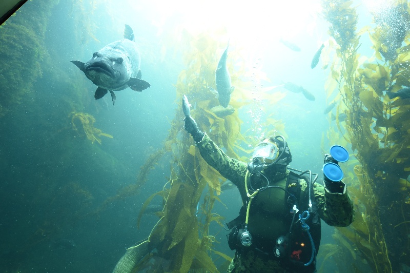 EOD Diver Presentation at Birch Aquarium During San Diego Fleet Week 2016