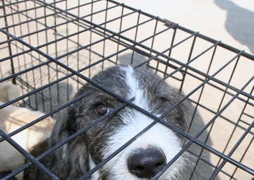 Puppy finds a new home