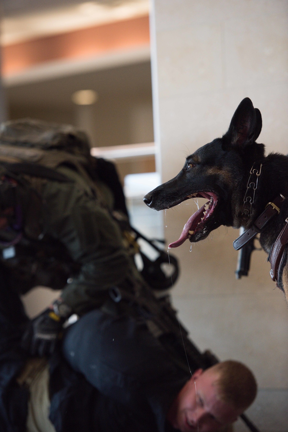 947th MP K9s at FBCH