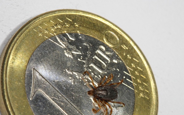 Tick Awareness