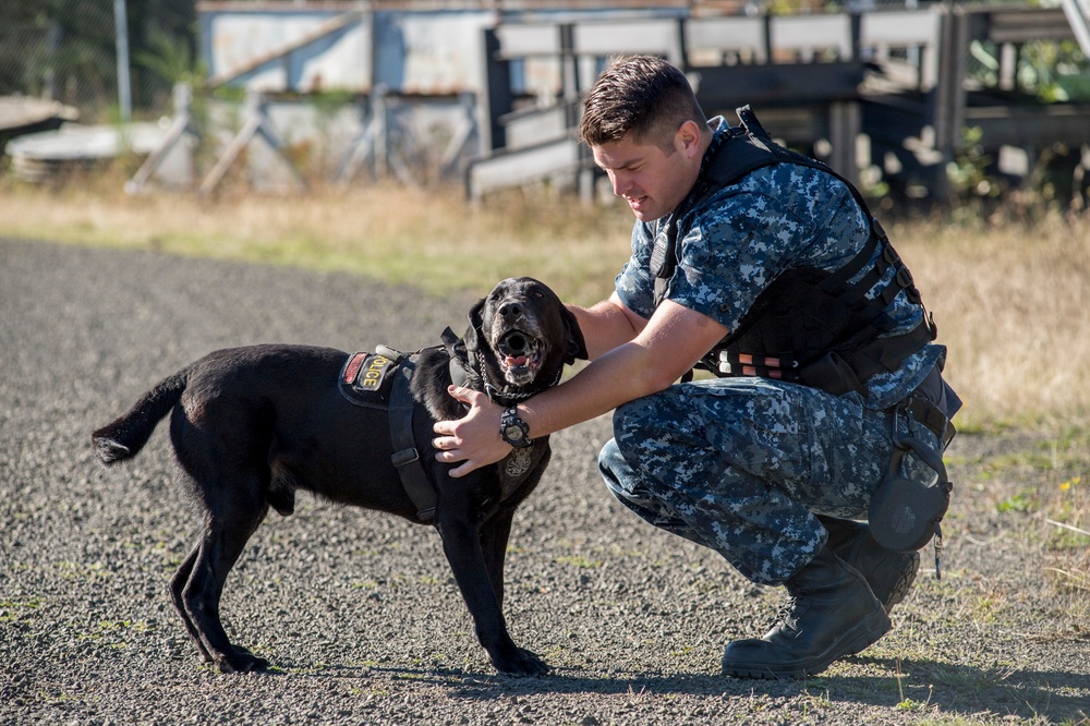 Military Working Dog handlers train at Naval Base Kitsap