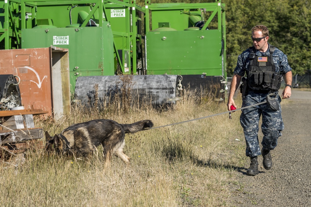Military Working Dog handlers train at Naval Base Kitsap