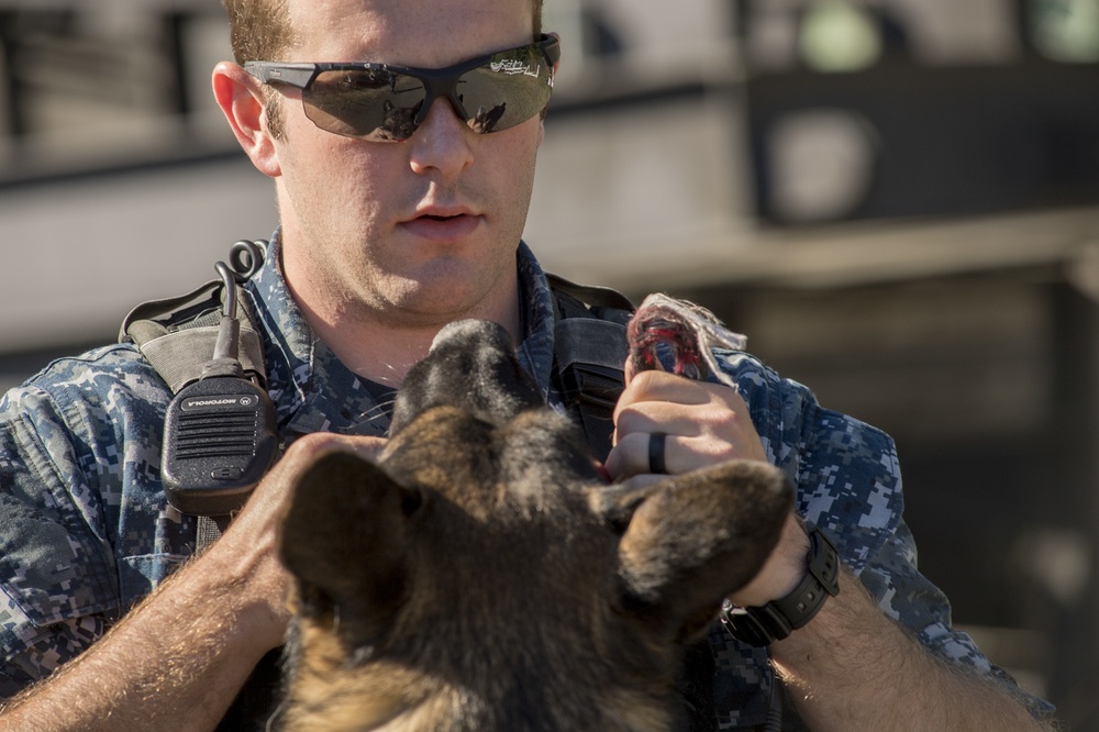 Military Working Dog handlers train at Naval Base Kitsap