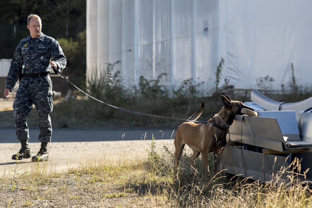 Military Working Dog handlers train at Naval Base Kitsap