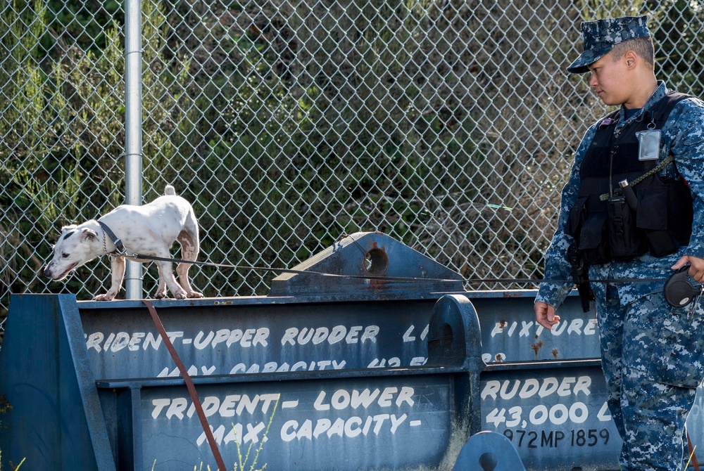 Military Working Dog handlers train at Naval Base Kitsap