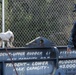 Military Working Dog handlers train at Naval Base Kitsap