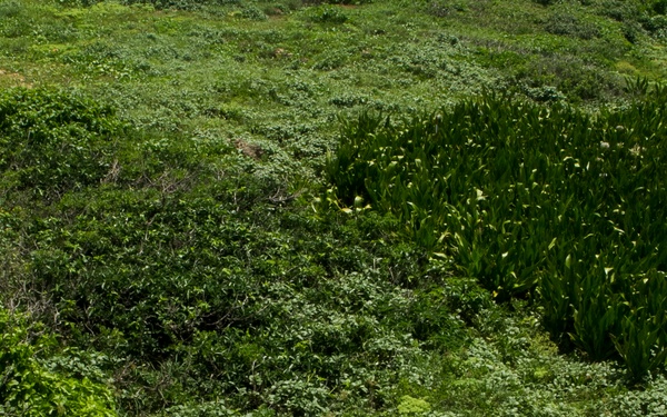 Mortarmen refine targeting on FDM