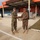 Mongolian Armed Forces execute final training exercise of NOLES