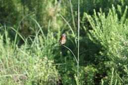 Smithville Lake aims to boost dwindling butterfly and bee population