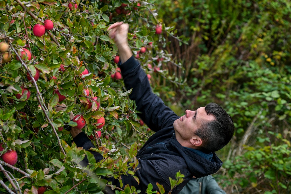 Sailors pick apples for North Whidbey Help House