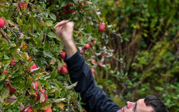 Sailors pick apples for North Whidbey Help House