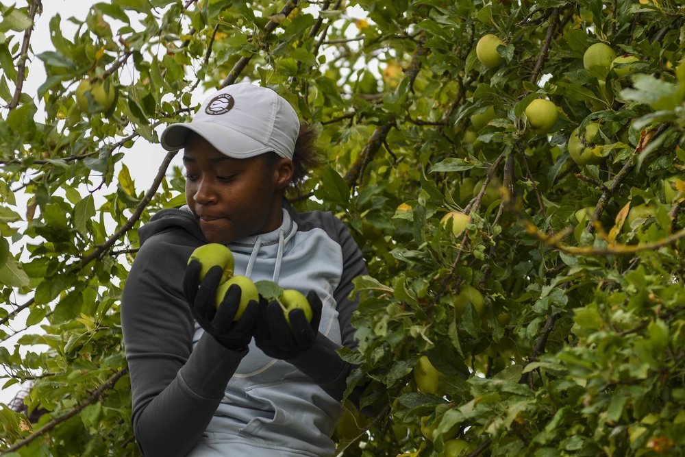 Sailors pick apples for North Whidbey Help House