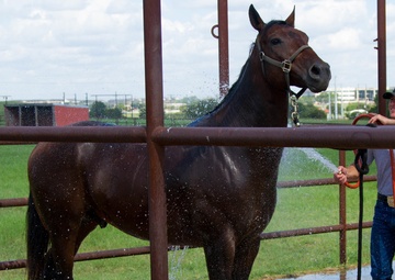 Knowing Your Horse: Training for the Competition