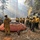 2016 California Wildfires
