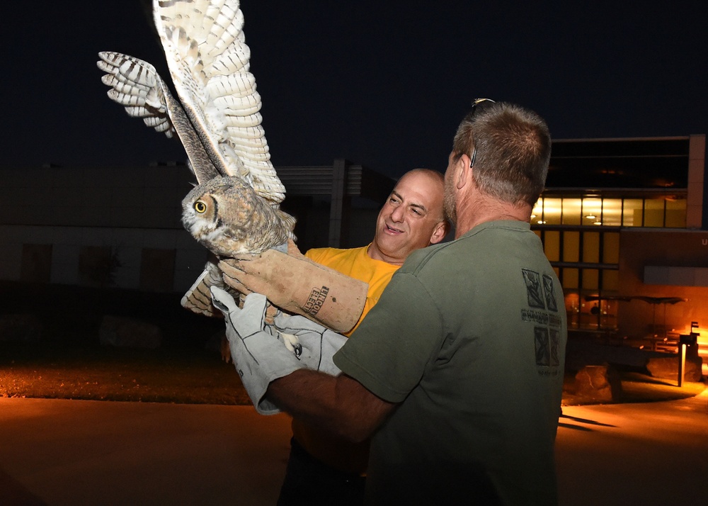 Great horned owls soar over Schriever