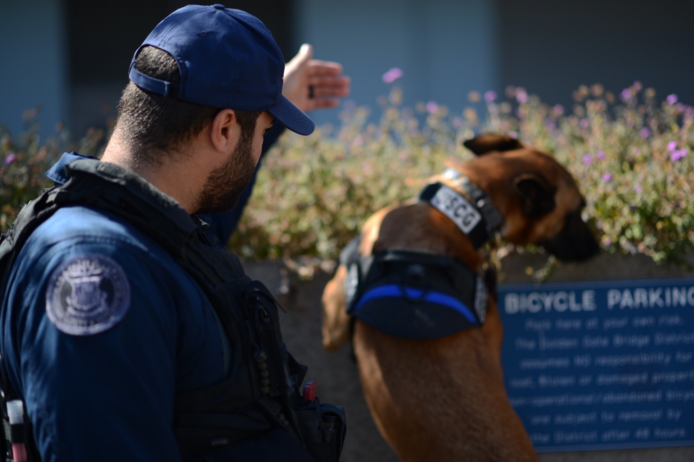 K-9 Ricky is directed by his handler to check areas around the ferry building in San Francisco