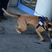 K-9 Ricky is rewarded after finding a training agent during Fleet Week sweeps