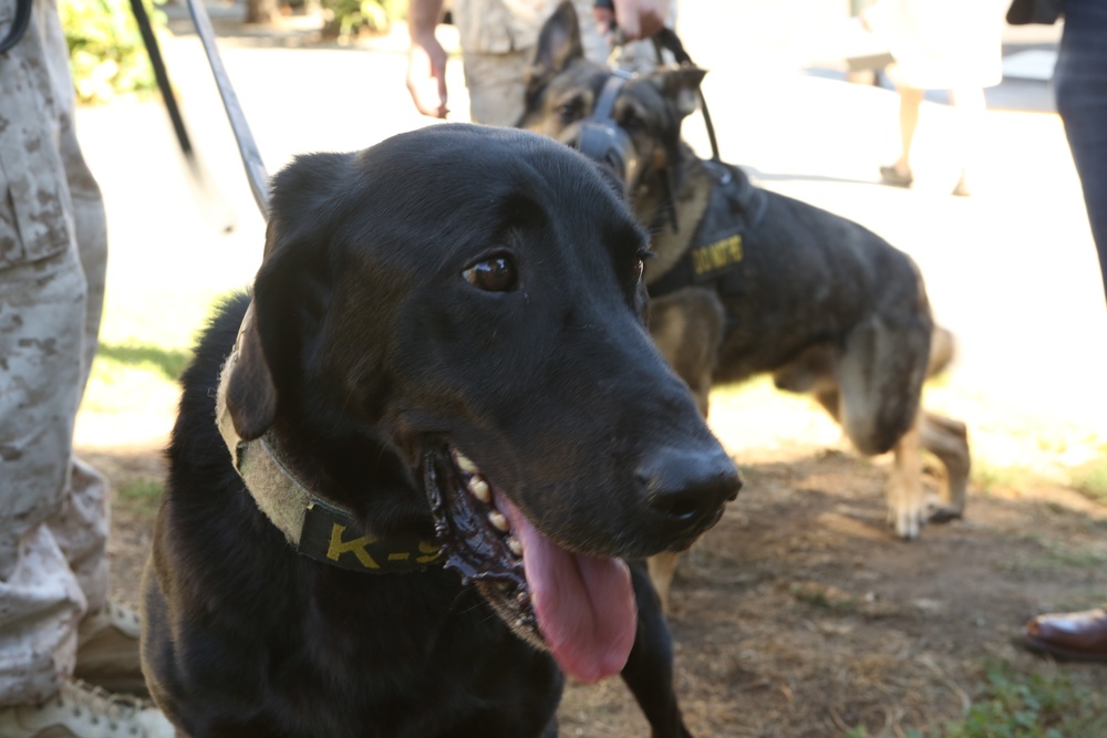 Bark in the Park: K9 Heroes