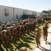 Recruits evacuated to MCLB Albany return to Parris Island