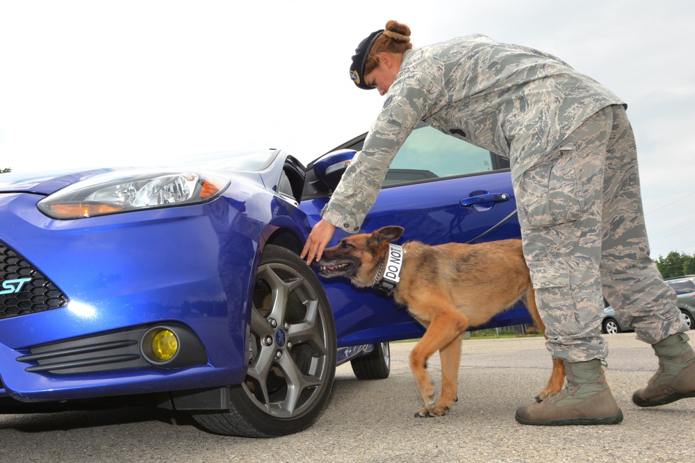 Air Force Military Working Dog