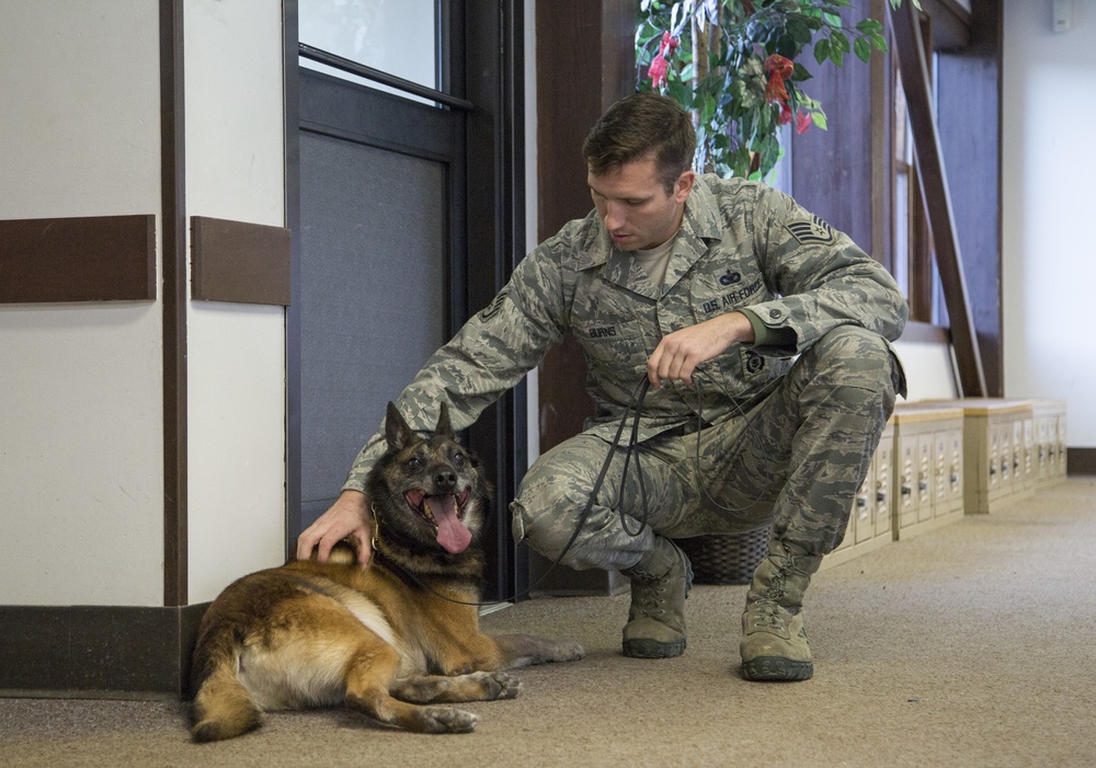 JBER military working dog teams hone their capabilities during annual certification