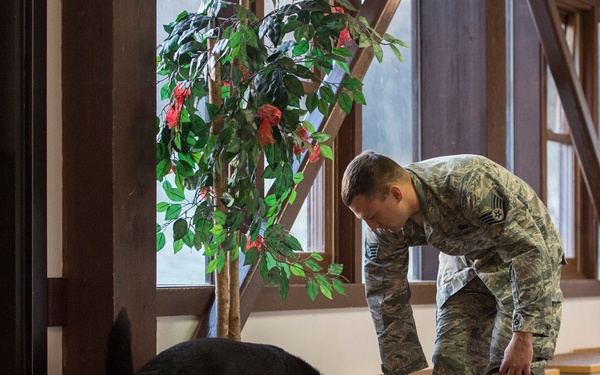 JBER military working dog teams hone their capabilities during annual certification