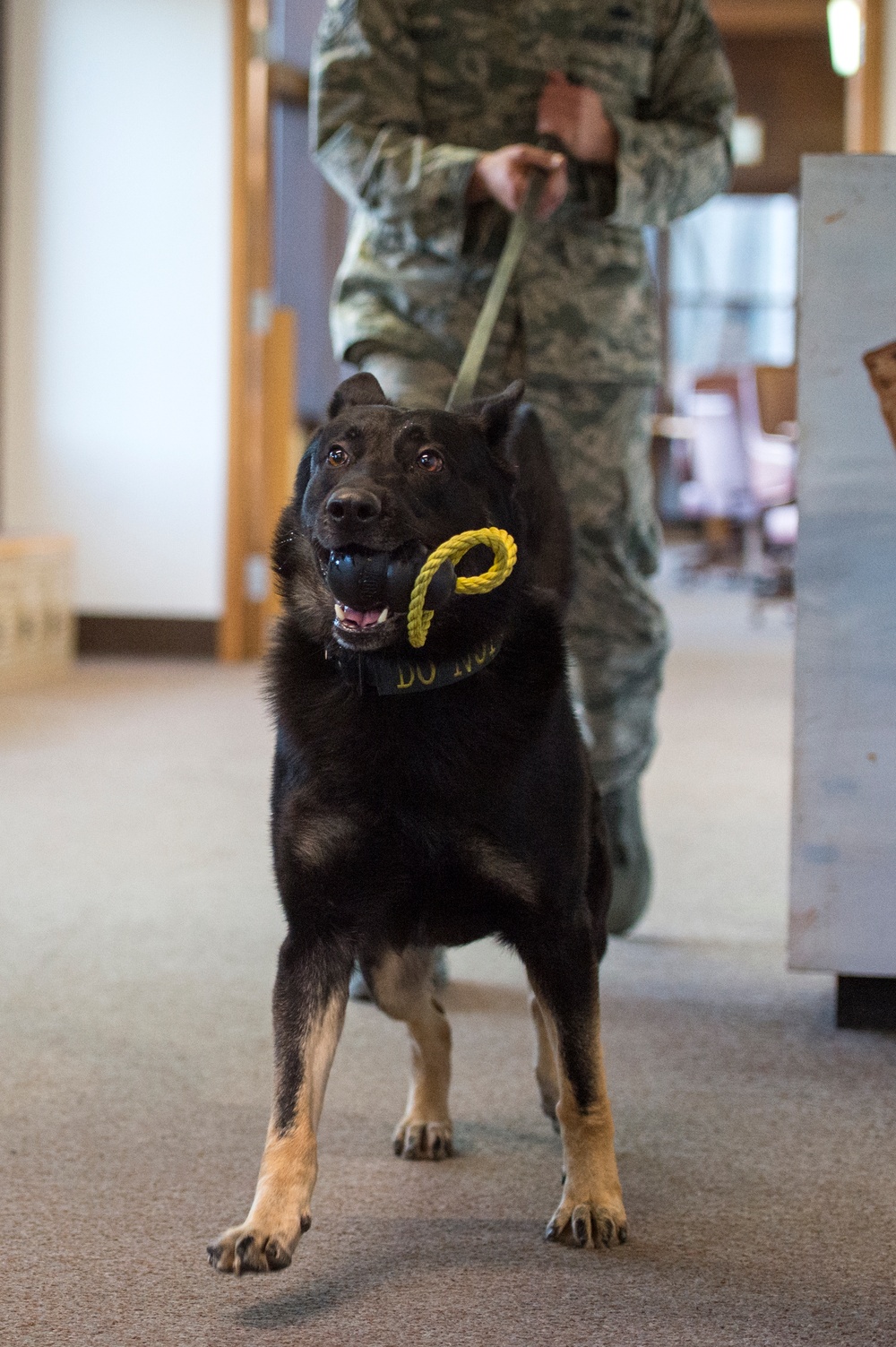 JBER military working dog teams hone their capabilities during annual certification