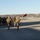 MAG-39 Marines, Sailors run victory lap