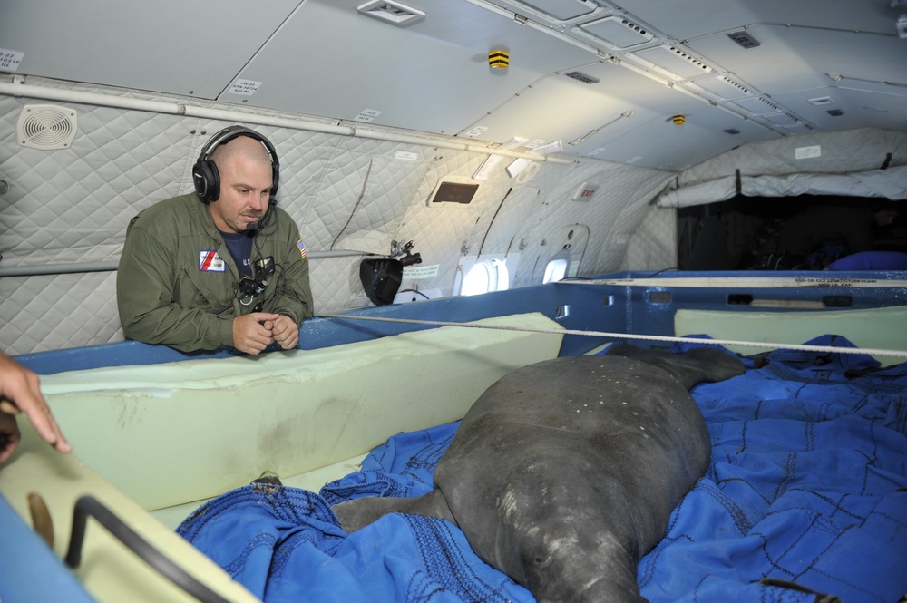 Coast Guard, animal rescue teams to transport pregnant manatee to Florida following rescue from cold Massachusetts waters