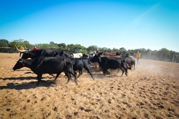 Cutting Horse Trainer Stregthens Trust Between Navy Sailors