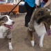 MCAS Yuma hosts “Purple Paws for a Cause” in support of Domestic Violence Awareness and Prevention Month