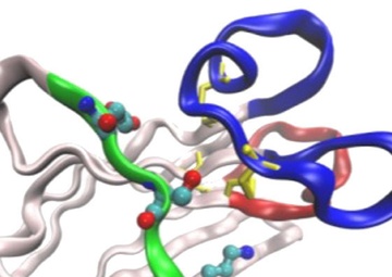 Making a Splash in New Research with Shark Antibodies
