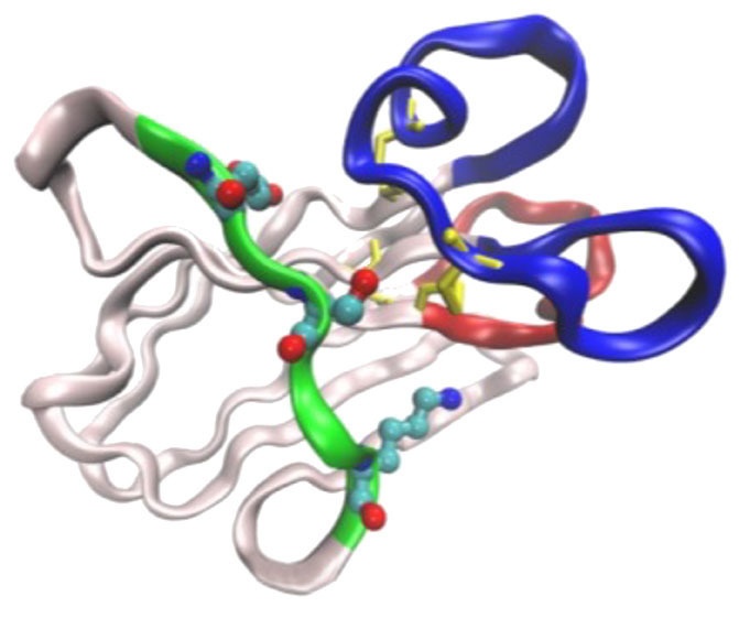 Ribbon structure of a Shark-Derived Single-Domain Antibody