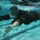 Marine Corps Swim Qual