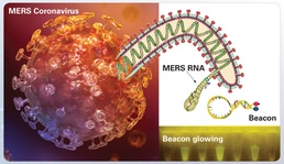 MERS Coronavirus