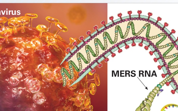 MERS Coronavirus