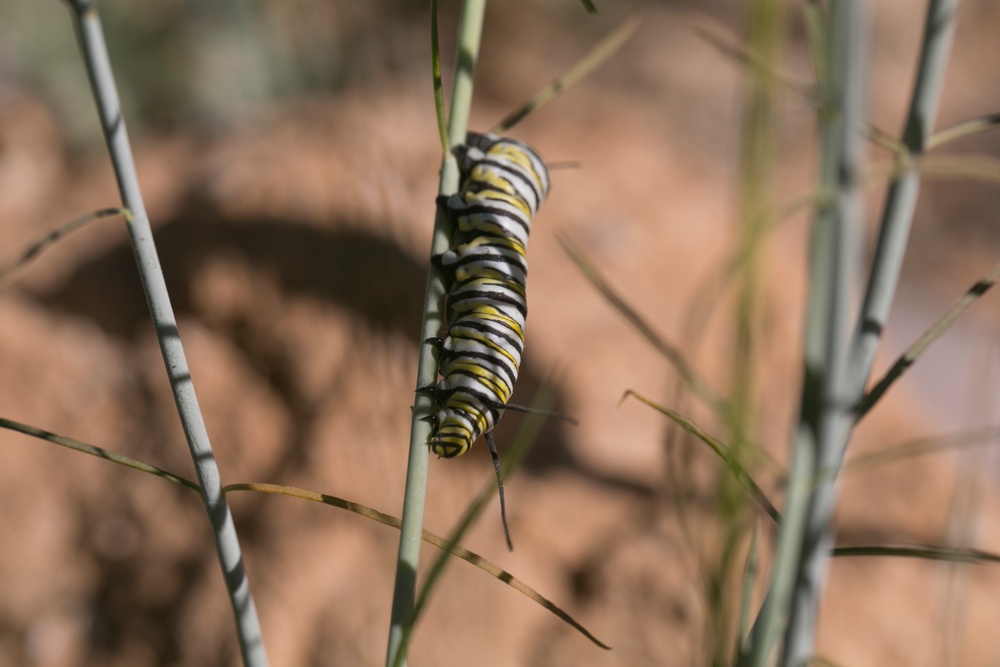 Monarch butterfly caterpillars found at Combat Center
