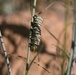 Monarch butterfly caterpillars found at Combat Center