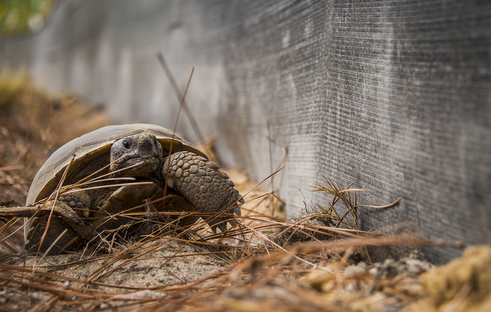 Tortoises saved, released on Eglin range