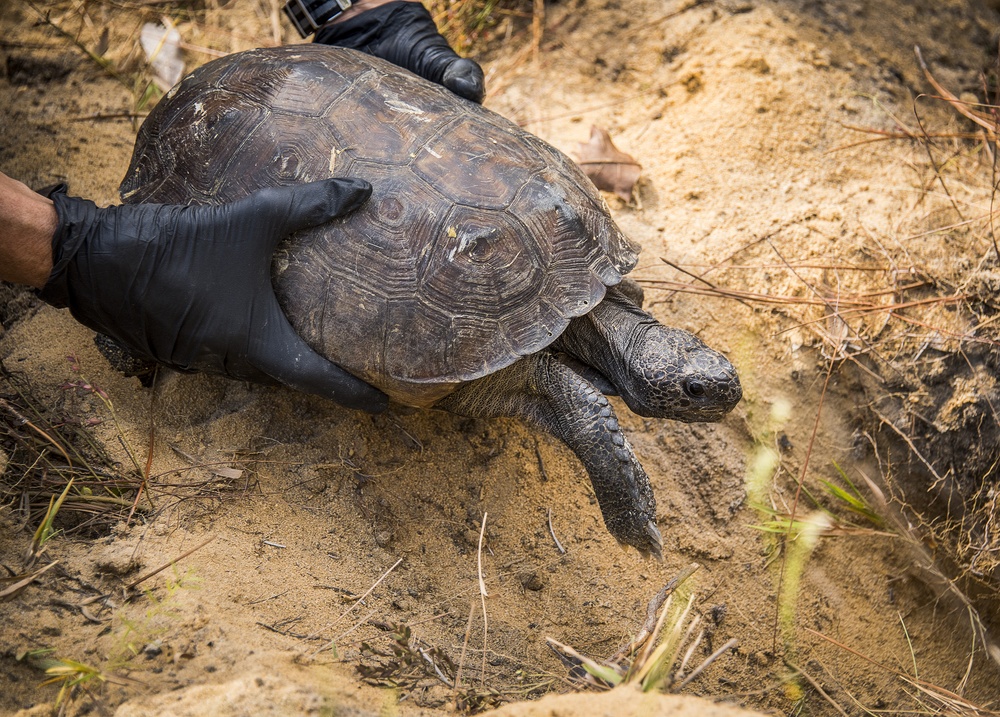 Tortoises saved, released on Eglin range