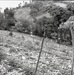 Haiti - Rural Development &amp; Agriculture