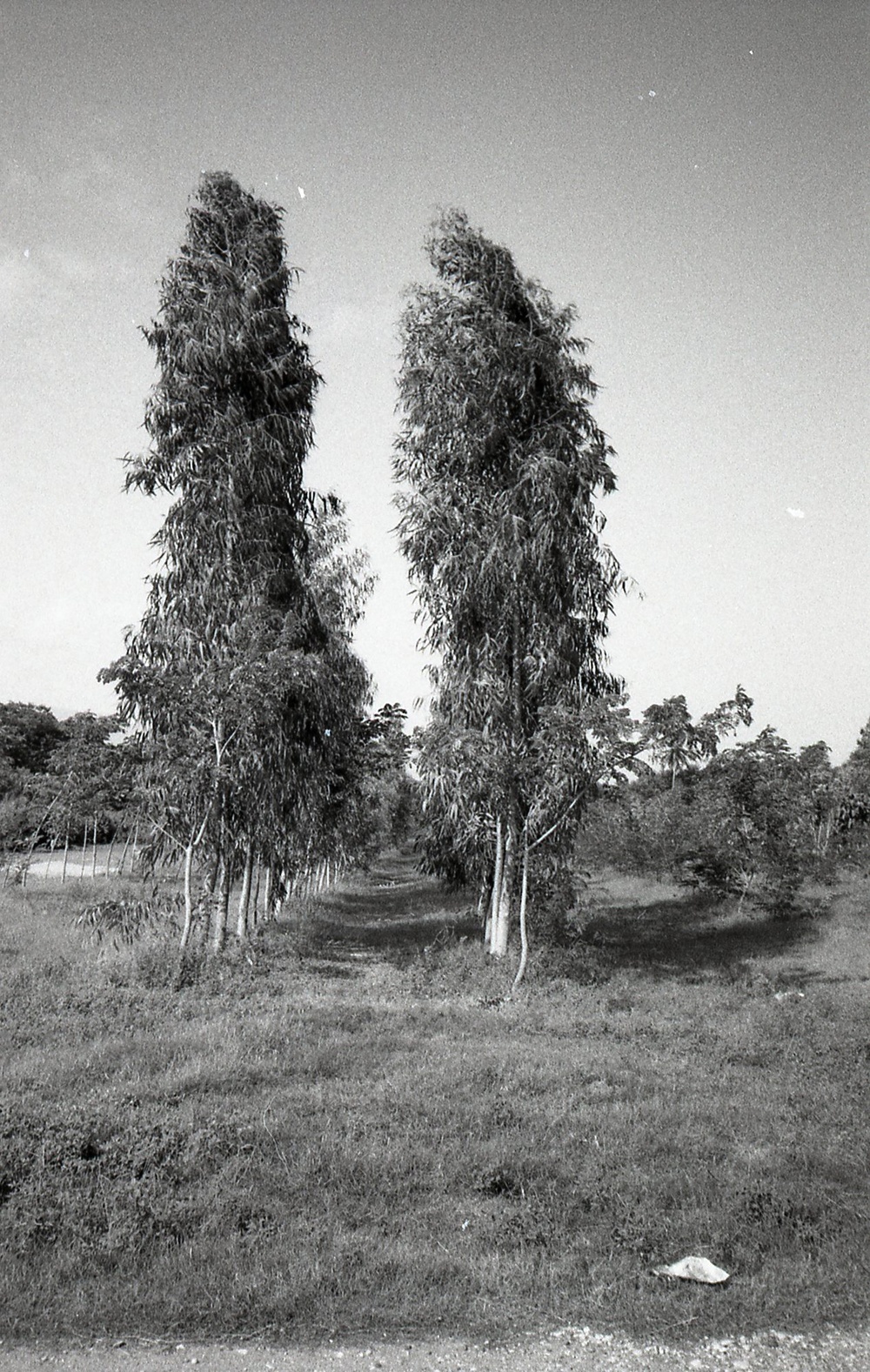 Haiti - Rural Development &amp; Agriculture