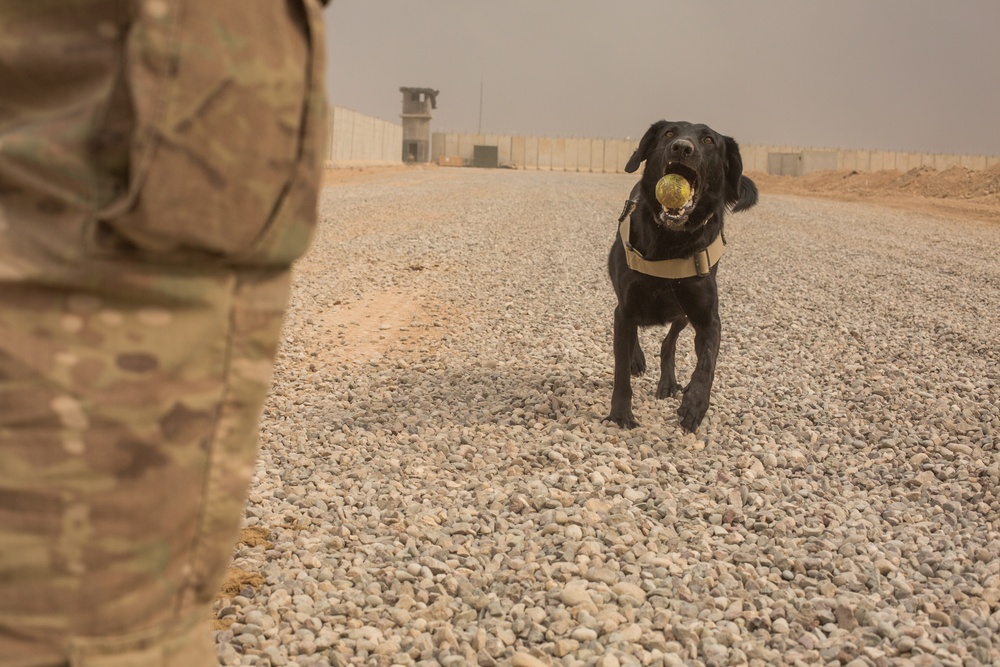 Mine dogs practice obedience, mine searching, and endurance