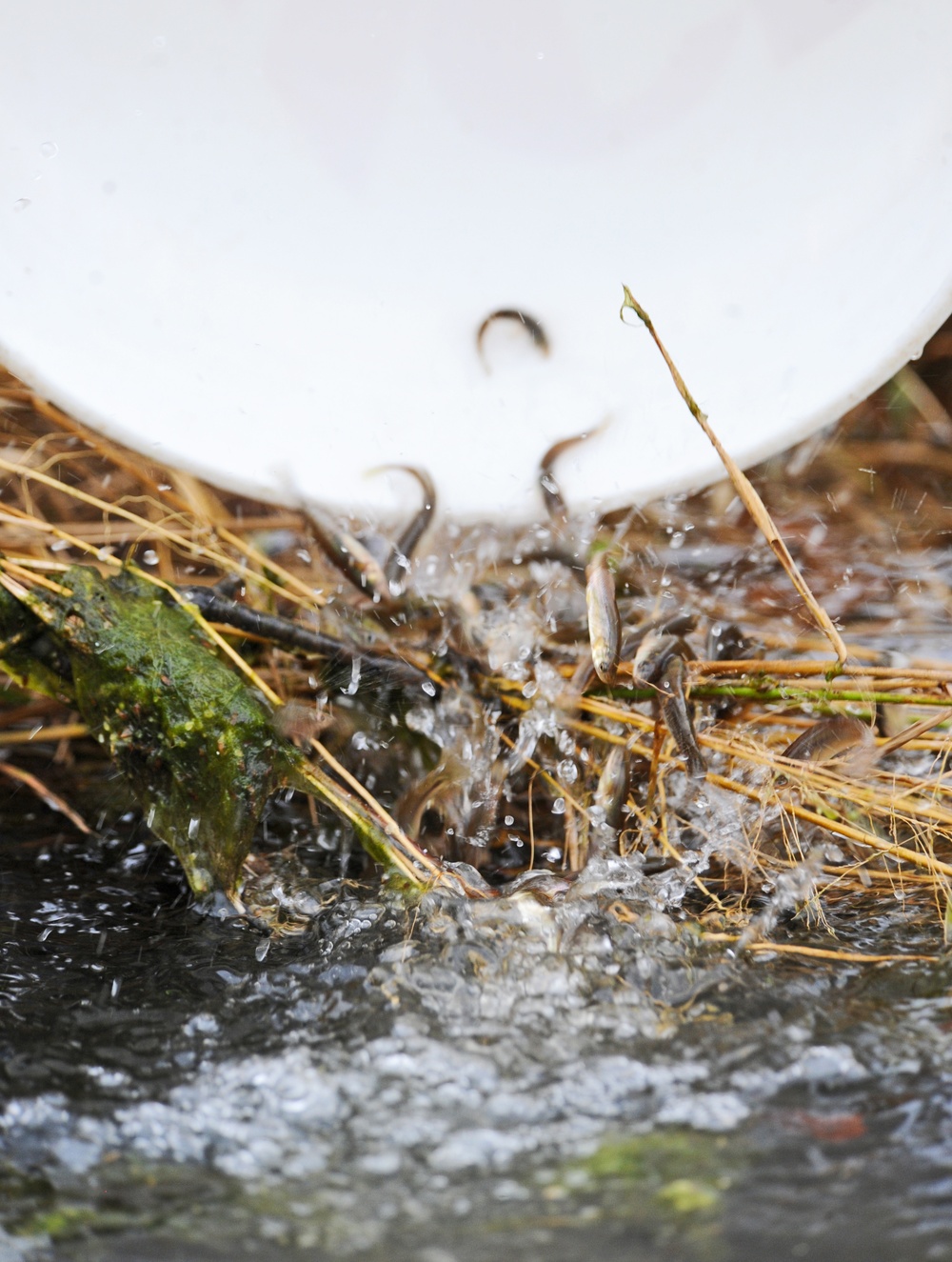 Fisheries sustained at Whiteman AFB