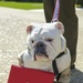 Cpl. Smedley D. Butler's Promotion Ceremony