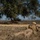 Scout and Vehicle Live Fire