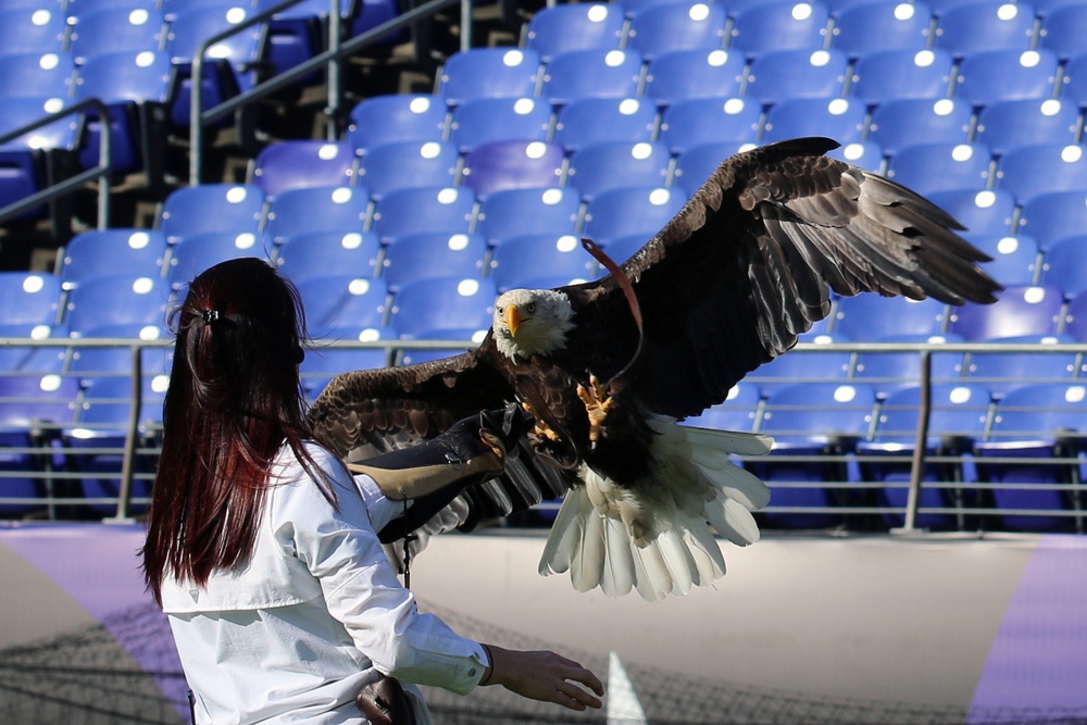 JTF-NCR members participate in Ravens vs. Steelers &quot;Salute to Service&quot; pre-game ceremony