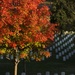 Autumn in Arlington National Cemetery